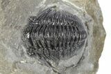 Curled Gerastos Trilobite Fossil - Morocco #277658-2
